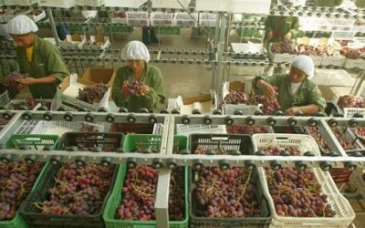 Agroexportaciones lograrían ventas por US$ 180 millones en Asia Fruit Logística 2019