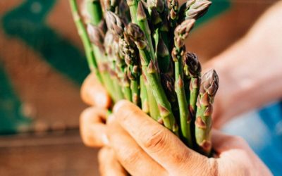 Los precios más bajos en 5 años para los espárragos mexicanos en EEUU