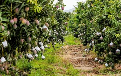 1.766 empresas solicitaron por primera vez certificados para iniciar envíos agrícolas en 2021, un 11% más que en el 2020